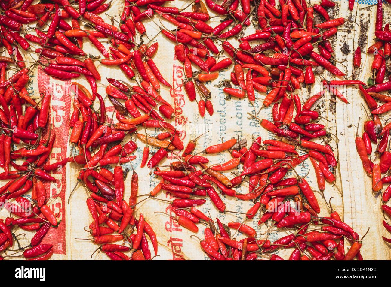 red hot chili peppers, process of drying chilli on the sun, flatlay of spicy pepper, selective focus Stock Photo
