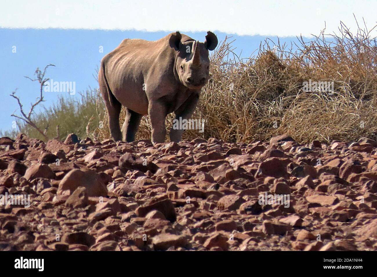 A wild Black Rhino (Diceros bicornis) foraging around euphorbia trees in the rocky desert of Damaraland, Namibia Stock Photo