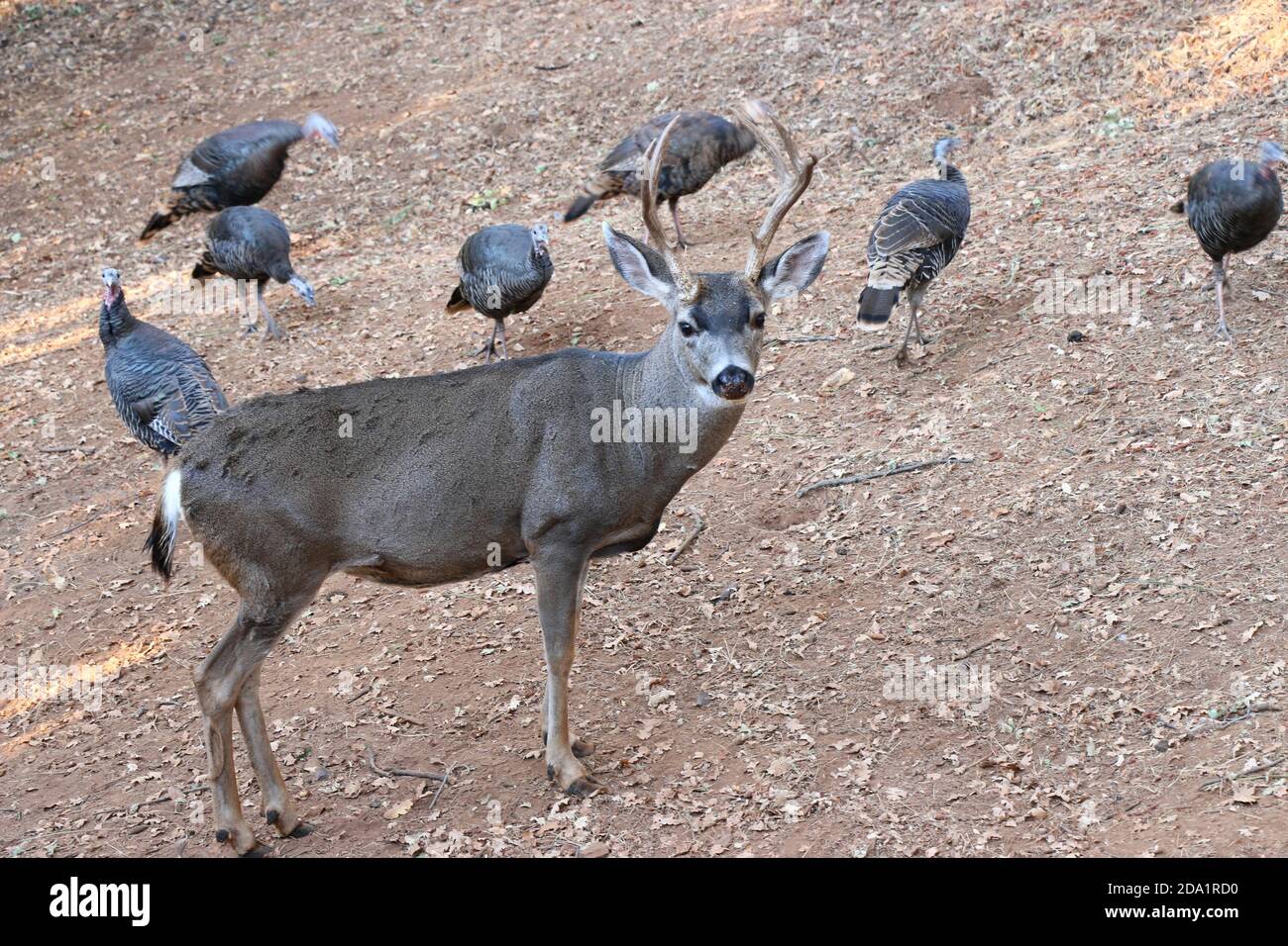 A buck with large antlers stands in a field, surrounded by wild turkeys. Stock Photo