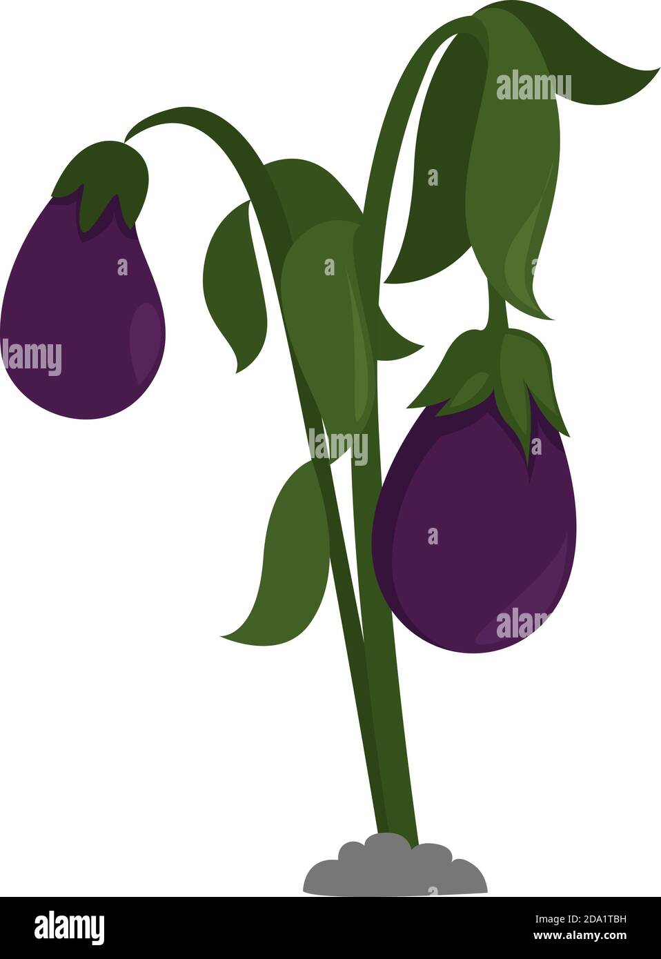 Eggplant ,illustration, vector on white background Stock Vector