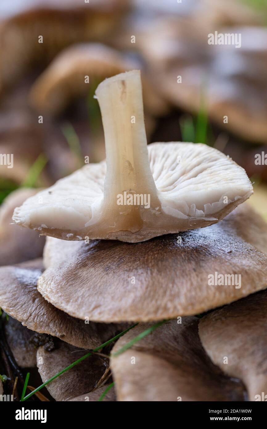 Cross section of Tricholoma terreum Stock Photo