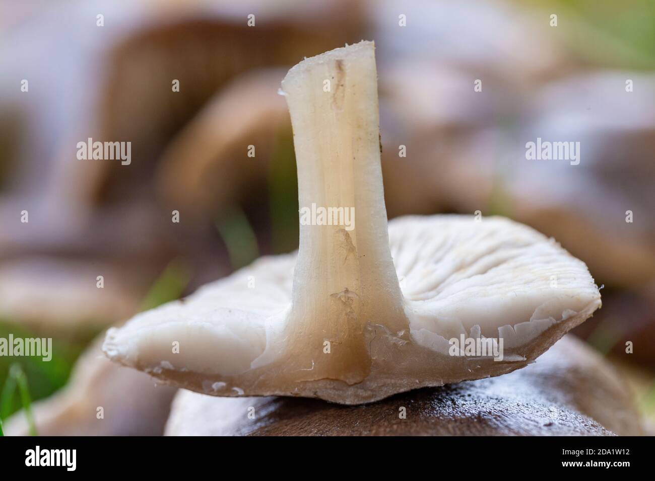 Cross section of Tricholoma terreum Stock Photo