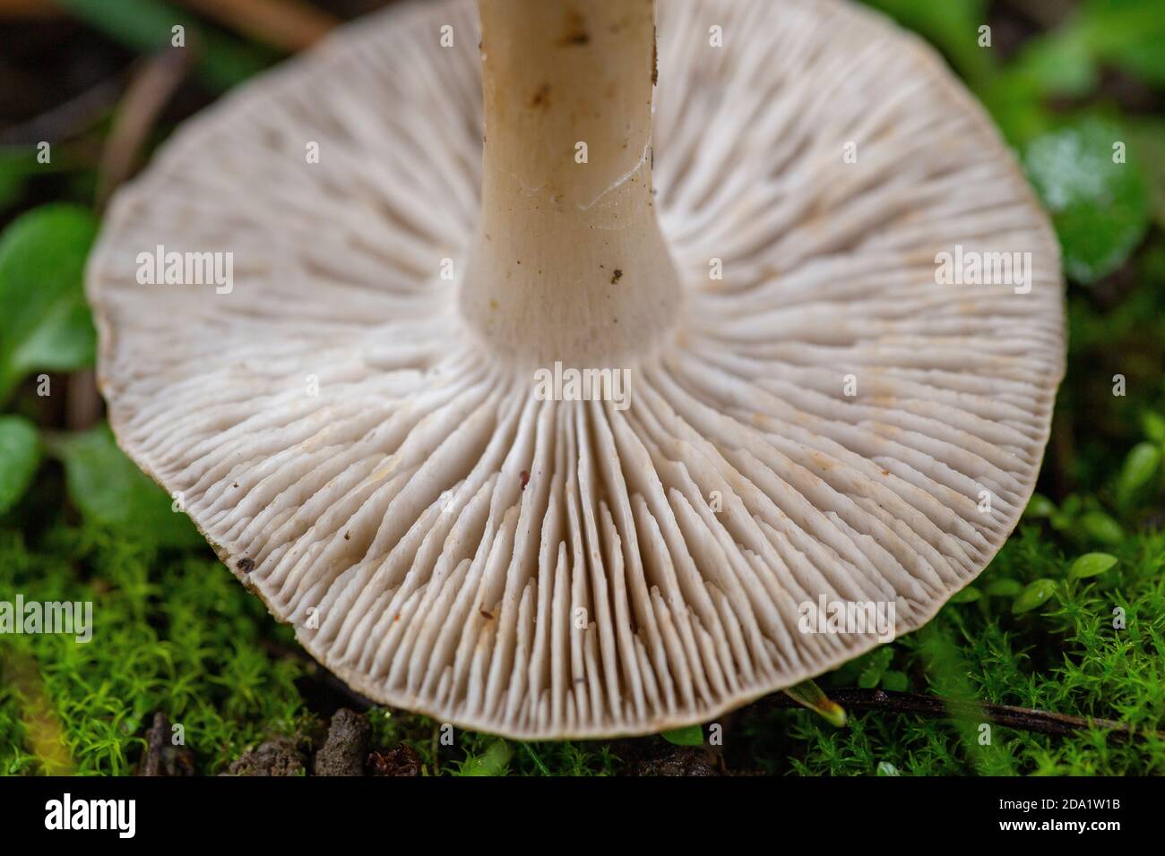 Gills of Tricholoma terreum Stock Photo