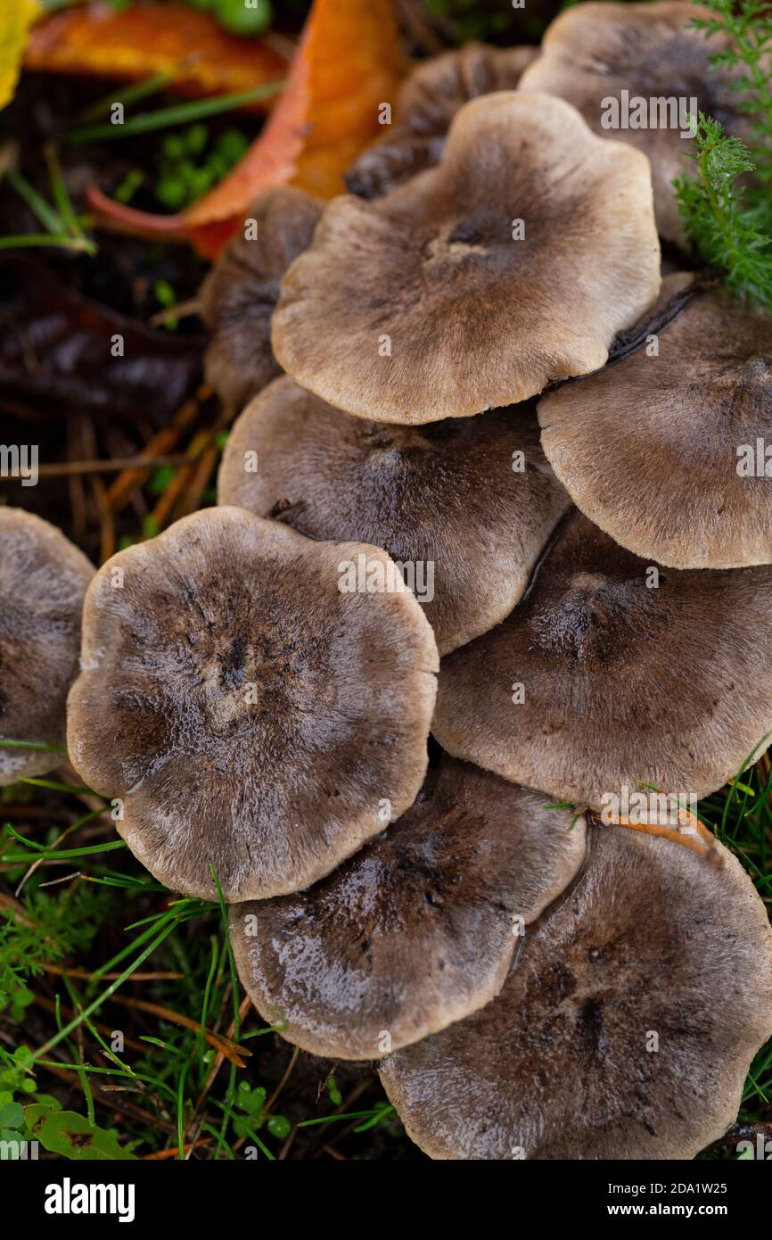 Caps of Tricholoma terreum Stock Photo