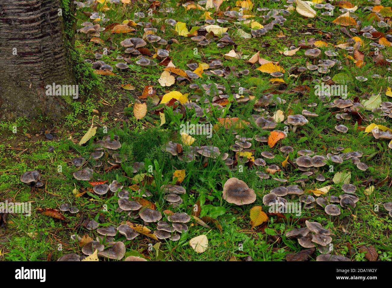 Tricholoma terreum amongst autumnal leaves Stock Photo