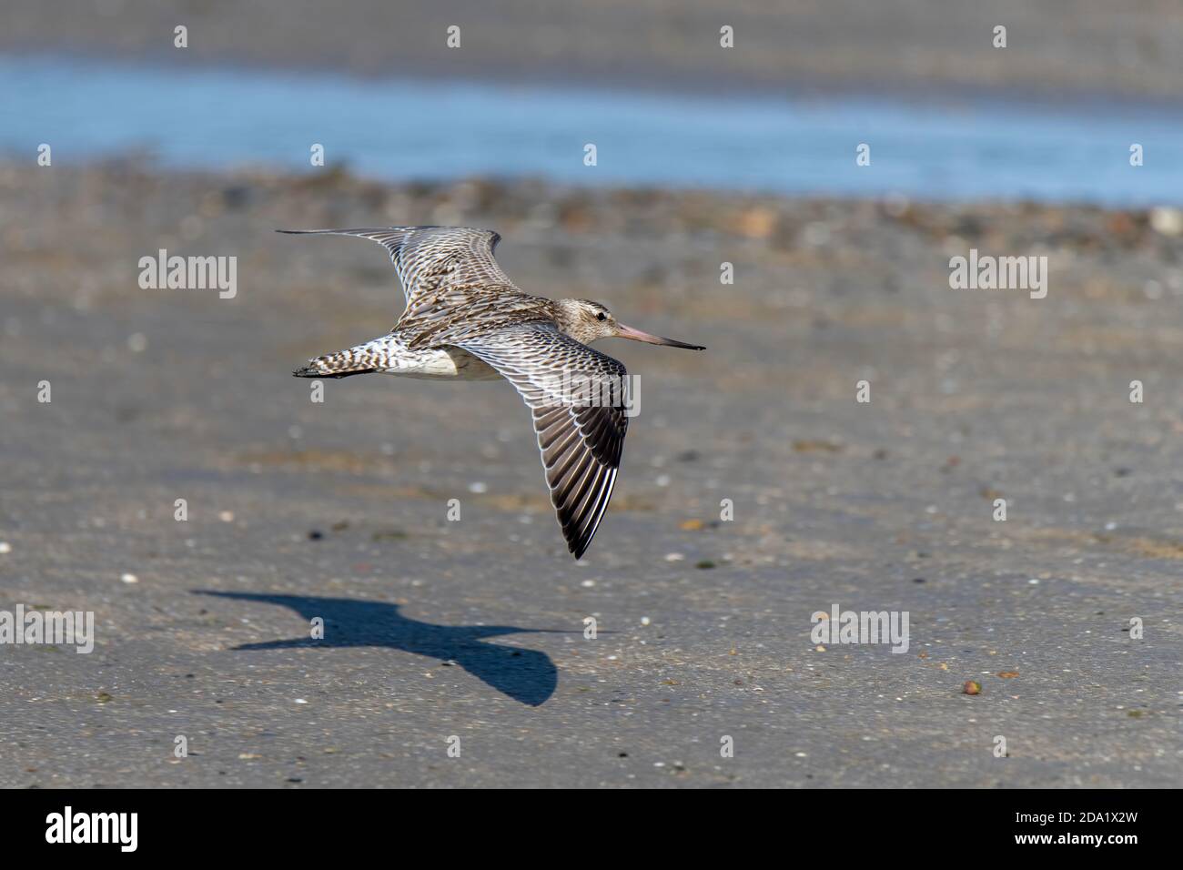 Bar-tailed Godwit  Limosa lapponica Cains, Queensland, Australia 31 October 2019       Adult in flight.       Scolopacidae Stock Photo