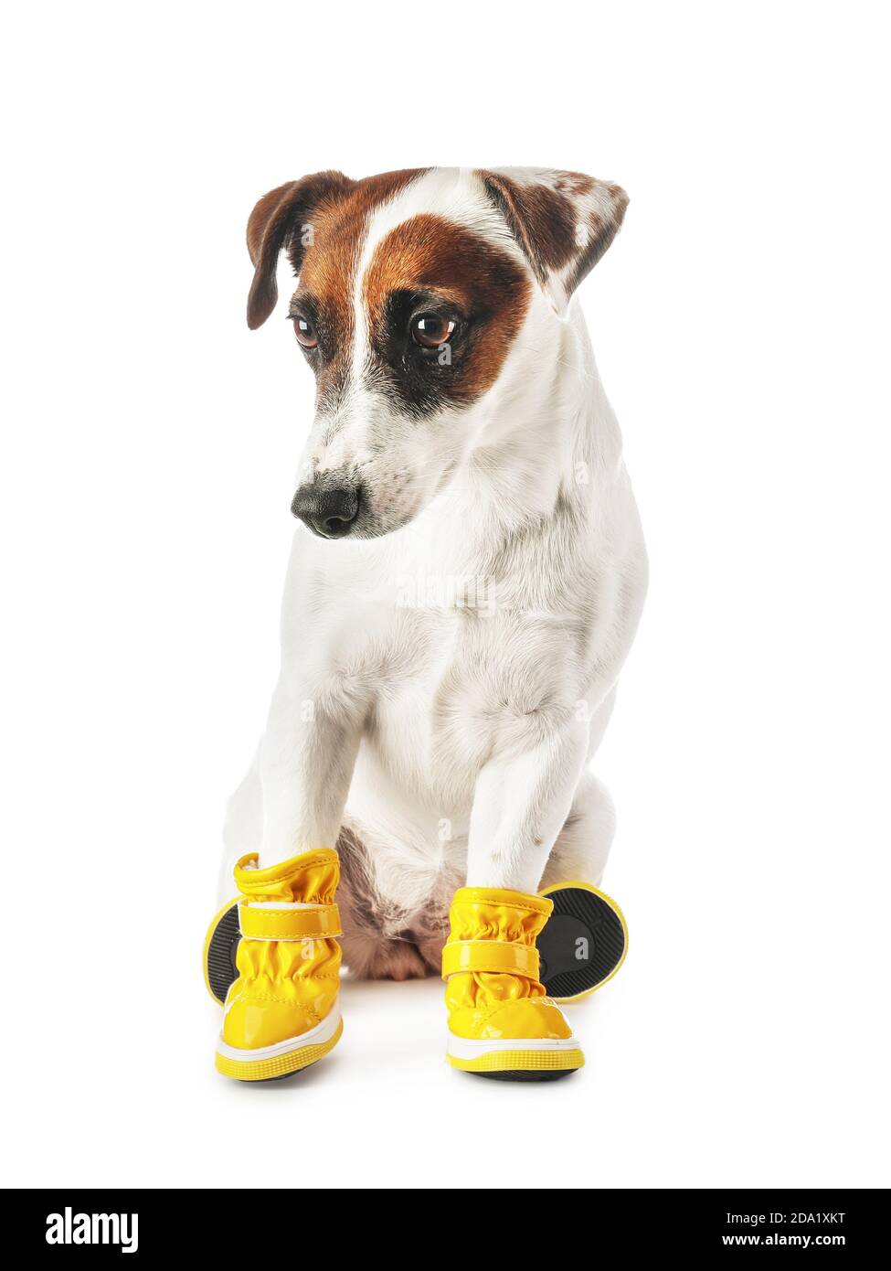 Cute funny dog in booties on white background Stock Photo Alamy