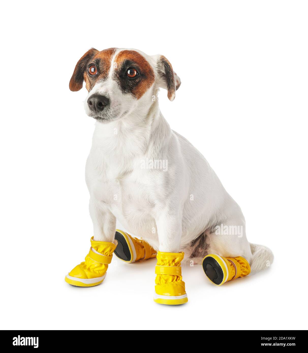 Cute funny dog in booties on white background Stock Photo Alamy