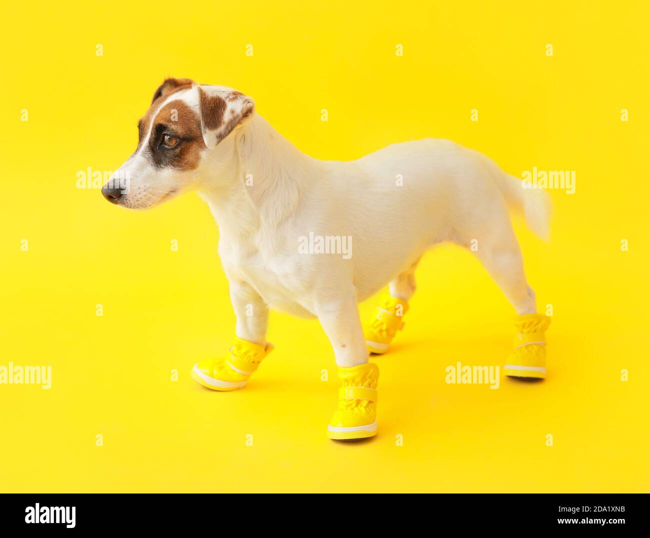 Dog booties hires stock photography and images Alamy
