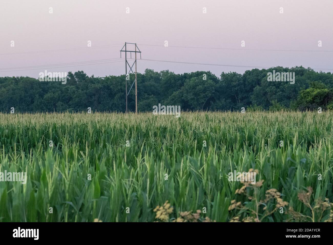 Nebraska corn field hires stock photography and images Alamy