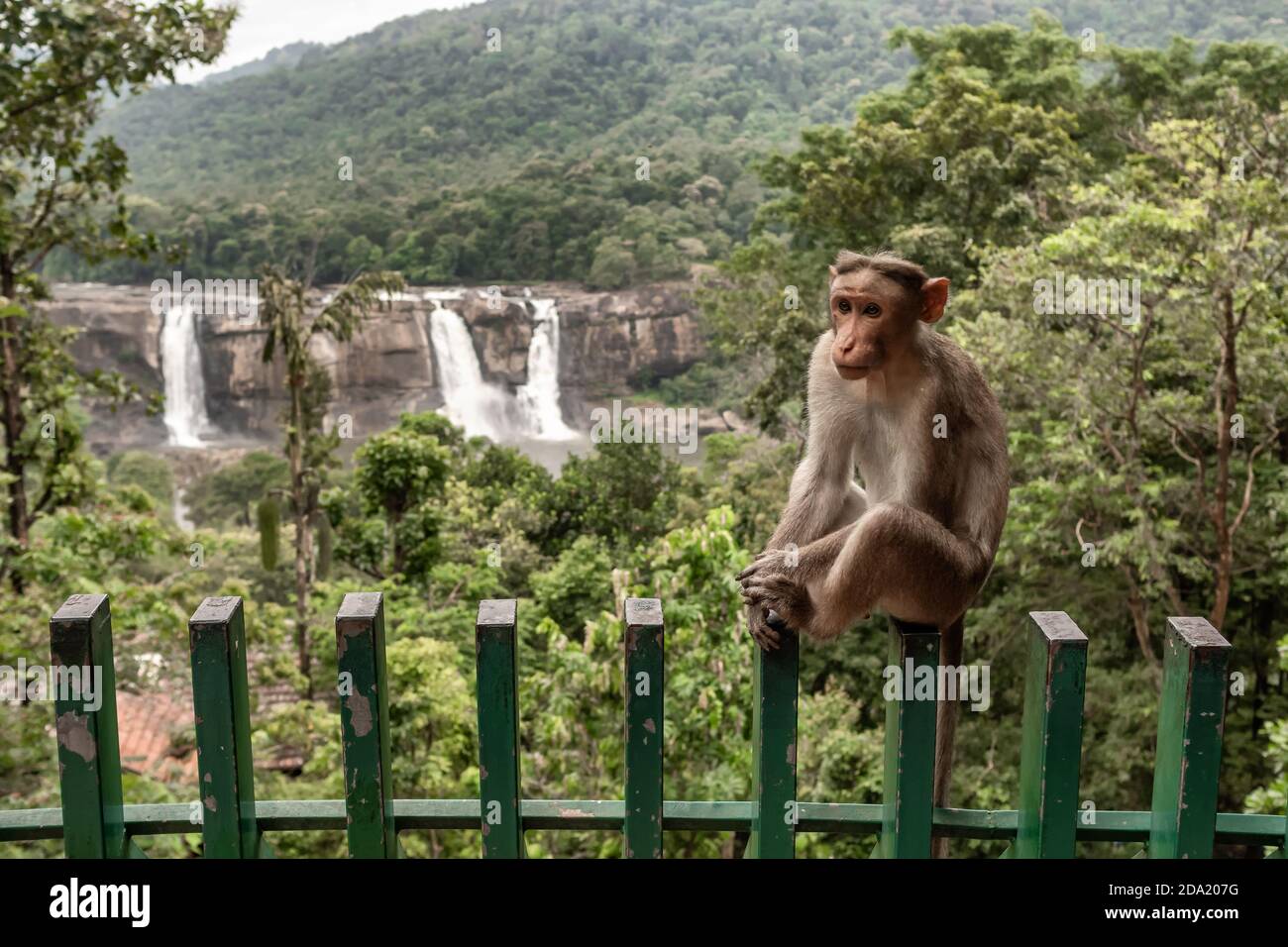 Wild macaque monkey with Athirappilly waterfalls at background Stock Photo