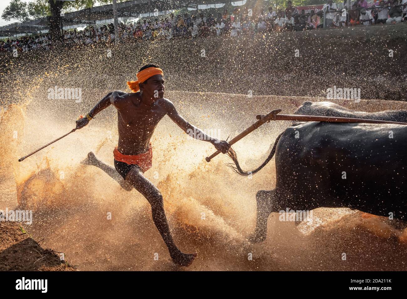 Kambala or Kambla, an annual buffalo race sport conducted at paddy fields in Karnataka state, India Stock Photo