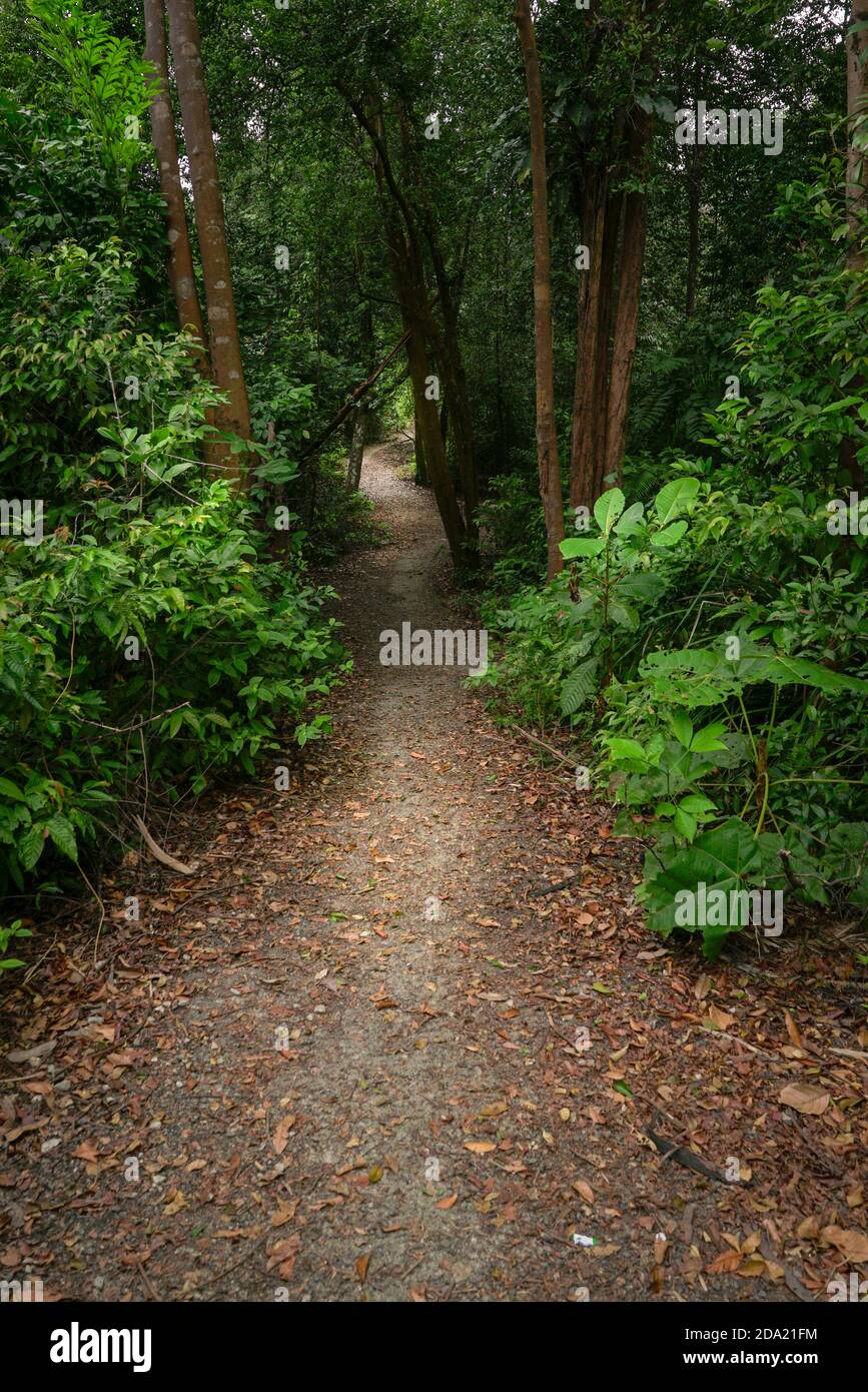 Hiking trail inside a beautiful lush green tropical forest in South East Asia Stock Photo