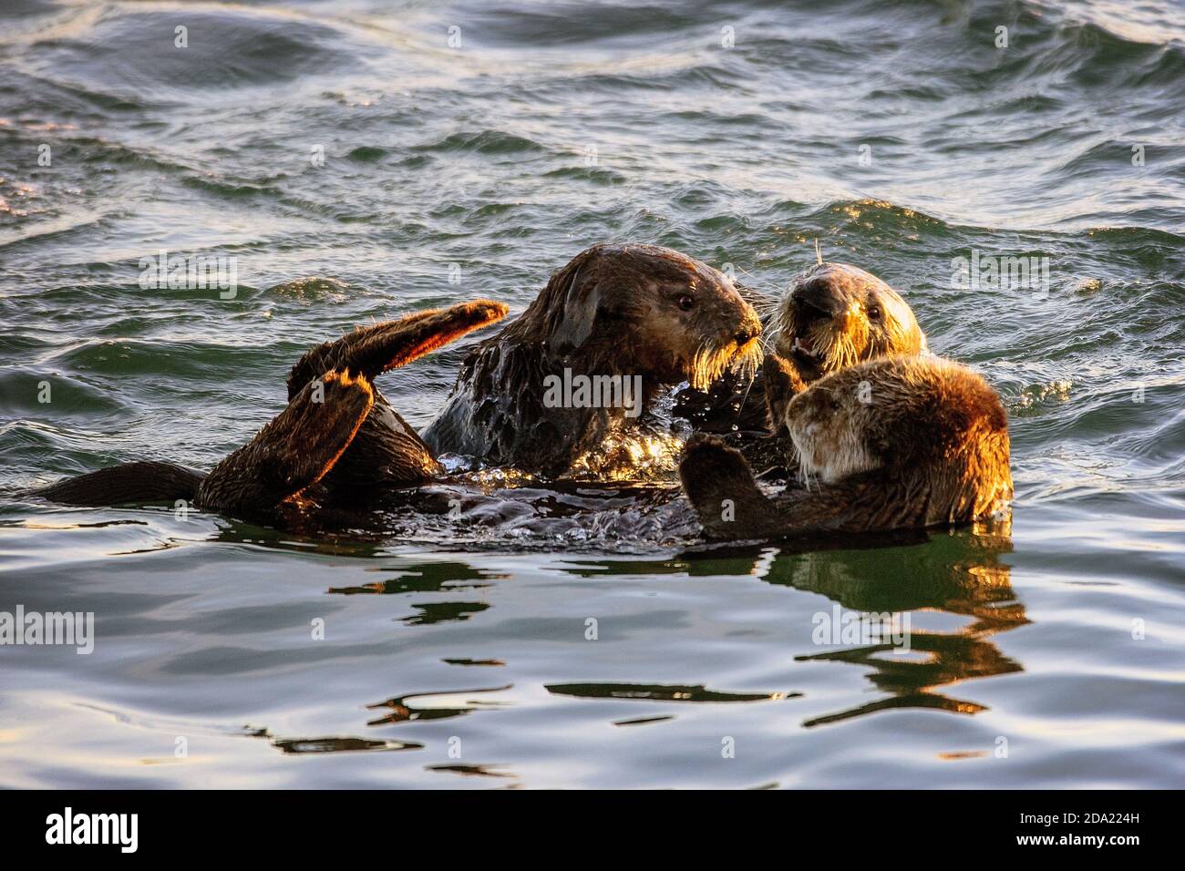 Three Sea Otters (Enhydra lutris) playing in the Elkhorn Slough, Moss Landing, California Stock Photo