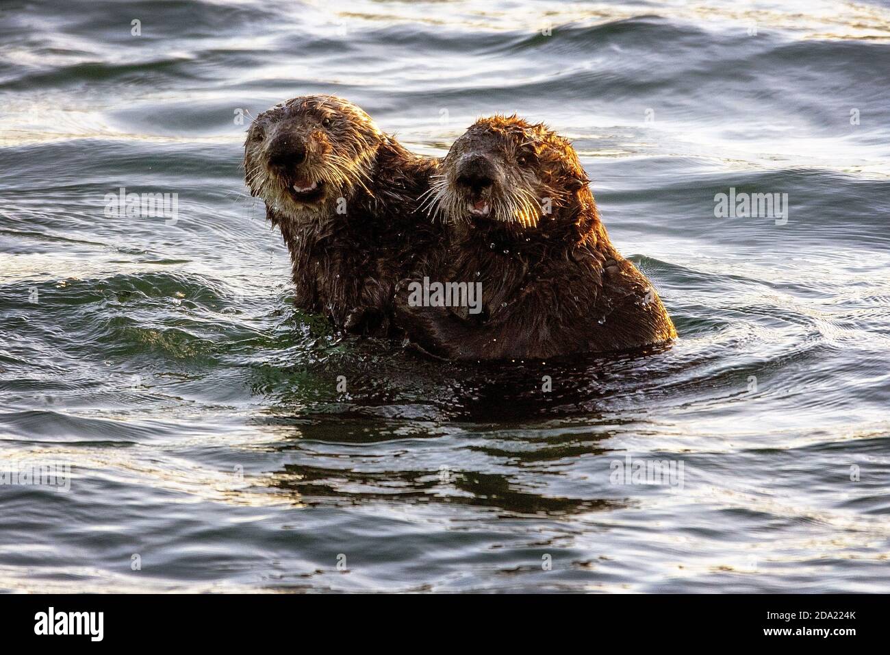 Two Sea Otters (Enhydra lutris) playing in the Elkhorn Slough, Moss Landing, California Stock Photo