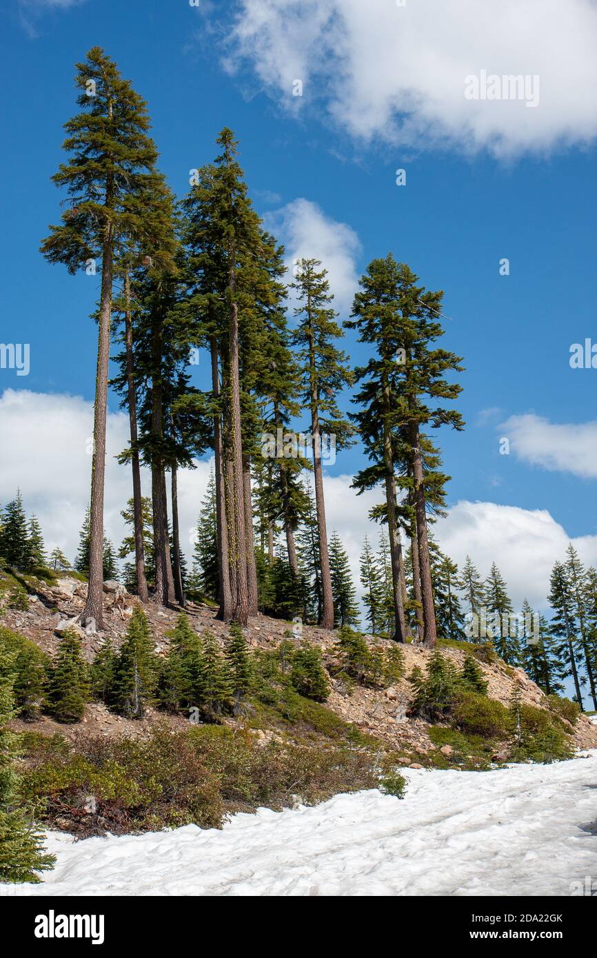 Redwood Trees on Mount Shasta, California Stock Photo