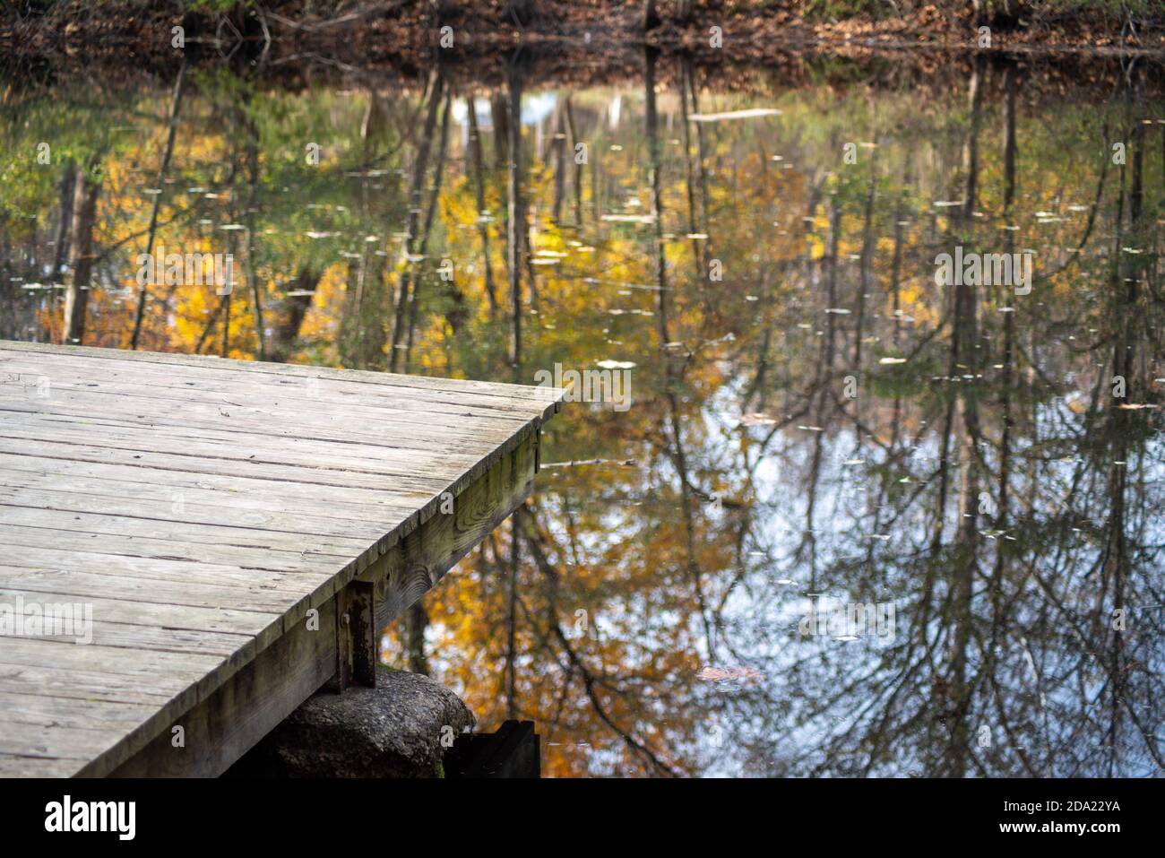 Autums trees colorful foliage refelcted in lake wooden dock copy space. Stock Photo