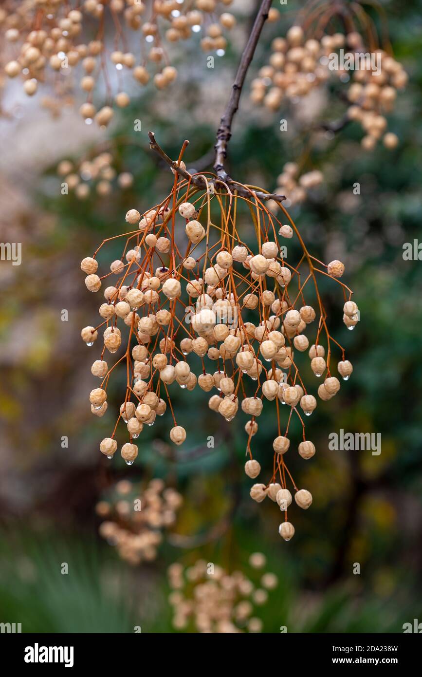 Melia azedarach or chinaberry tree. Melia fruit during the rain Stock