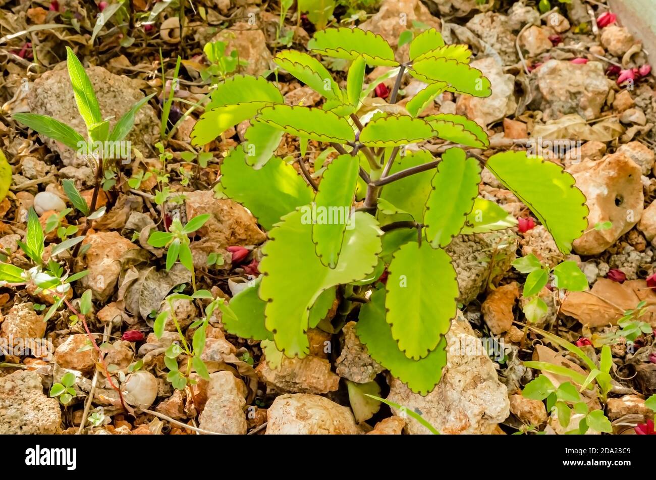 Morning sunlight brightens the leaves of a leaf of life plant that is growing among stone. Stock Photo