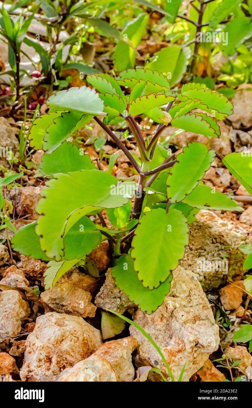 A small plant of  leaves of a leaf of life plant that is growing among stone. Stock Photo