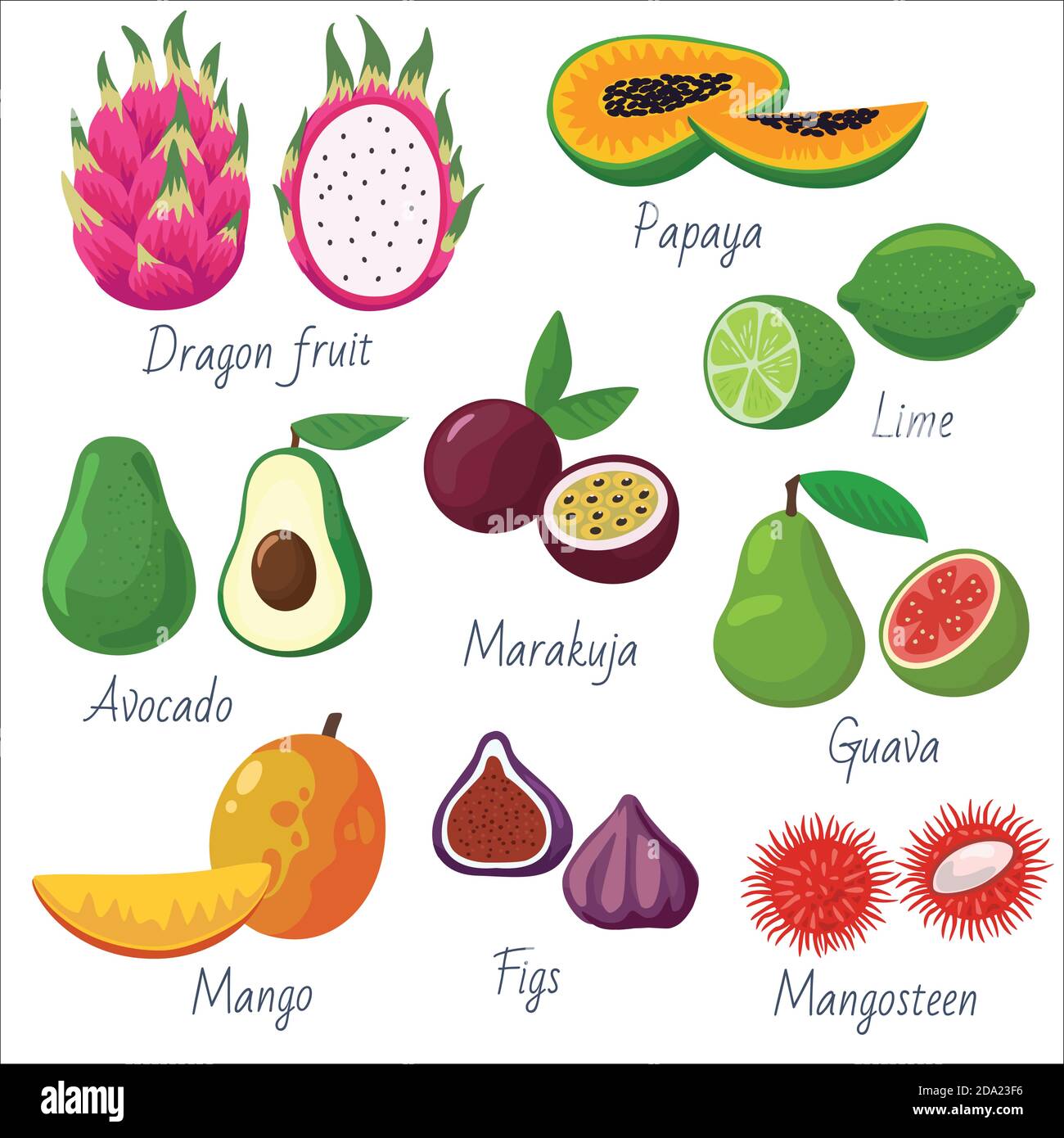 Big set of tropical and exotic fruits. Vector elements for decoration and design. Stock Vector
