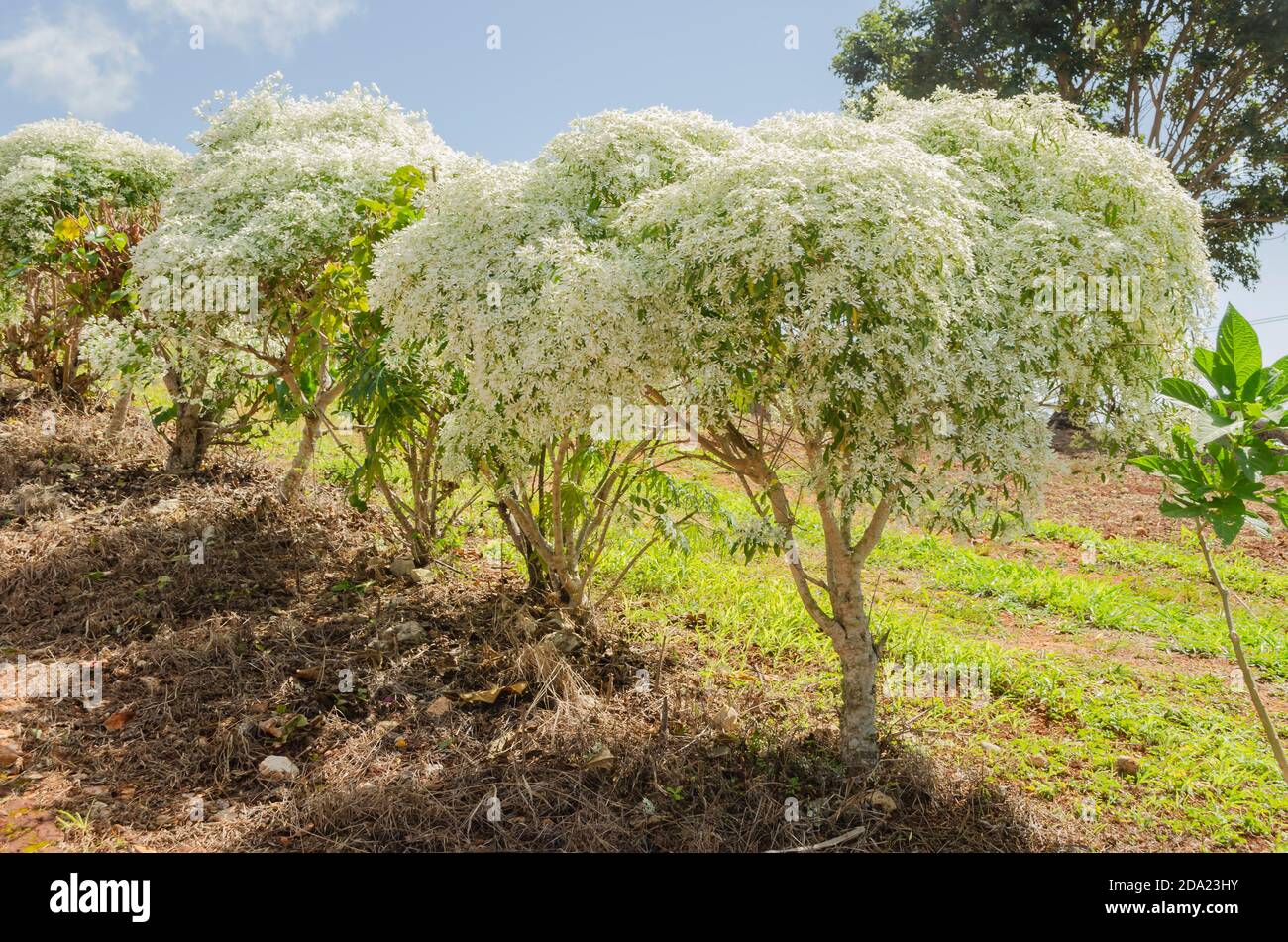 Blooming Annual Euphorrbia Trees Stock Photo