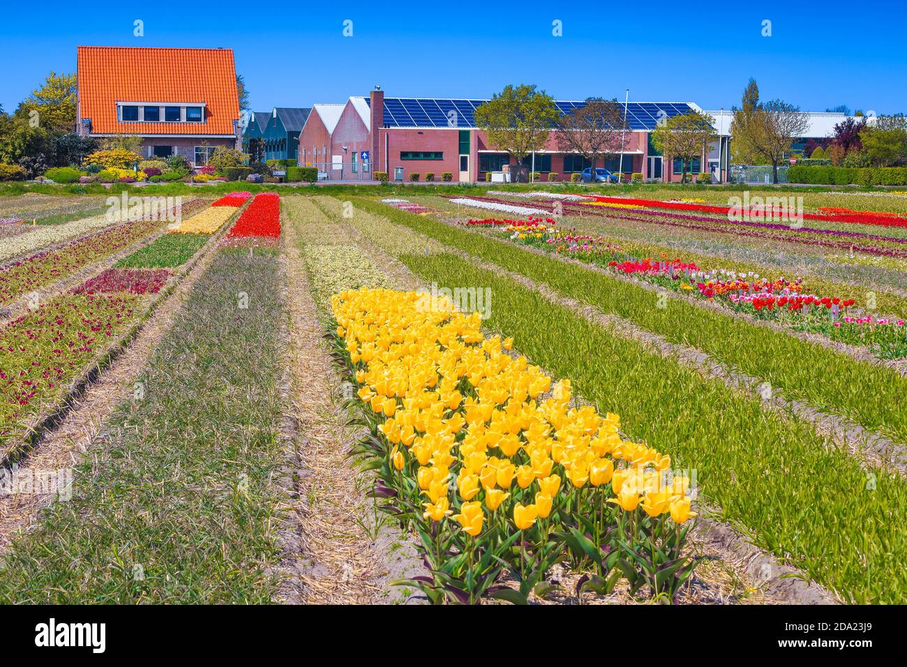 Warehouse and agricultural flowery fields. Flower garden decorated with various colorful tulips in Netherlands, Europe Stock Photo