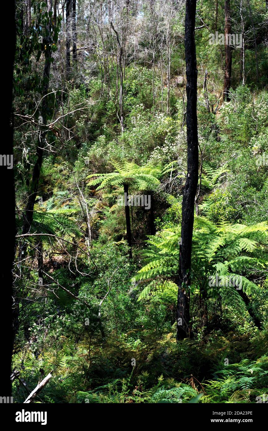 Native Alpine Forest in the Cathedral Ranges, Victoria, Australia. After the 2009 fires the tree ferns and dogwood have recovered well. Stock Photo