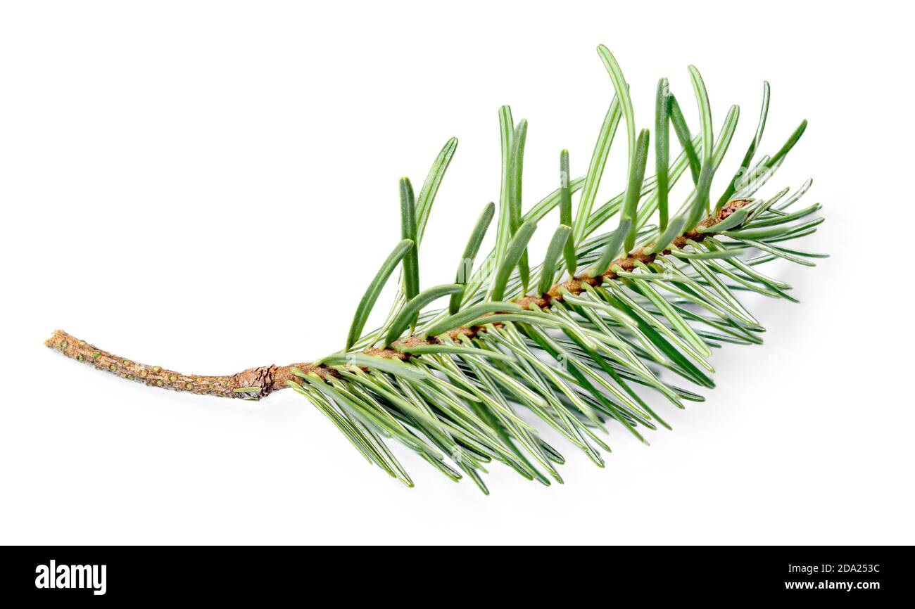 Spruce branch isolated on white background. Green fir tree close up. Stock Photo