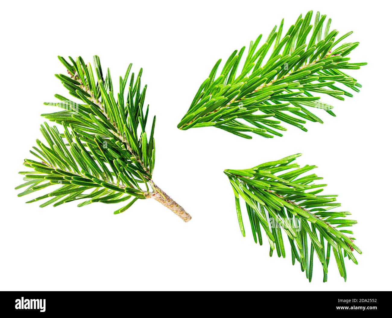 Detailed Christmas tree branches isolated on white background. Flat lay