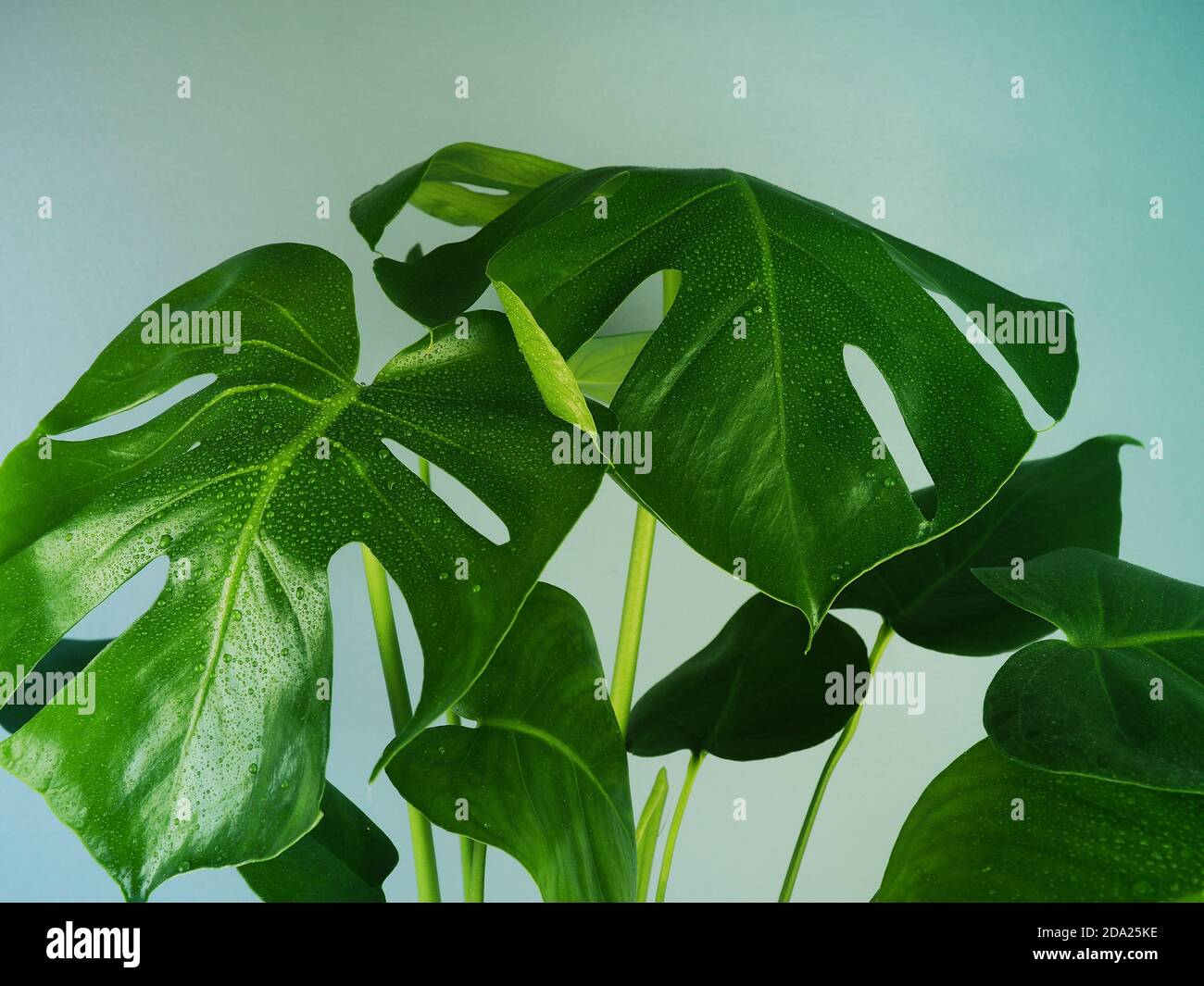 Monstera deliciosa houseplant in bright sunlight. Hipster scandinavian  style room interior. Empty blue wall and copy space Stock Photo - Alamy