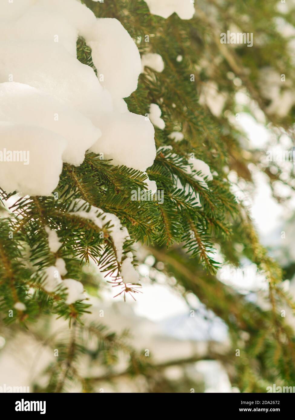 Winter tree branches covered with snow Stock Photo - Alamy