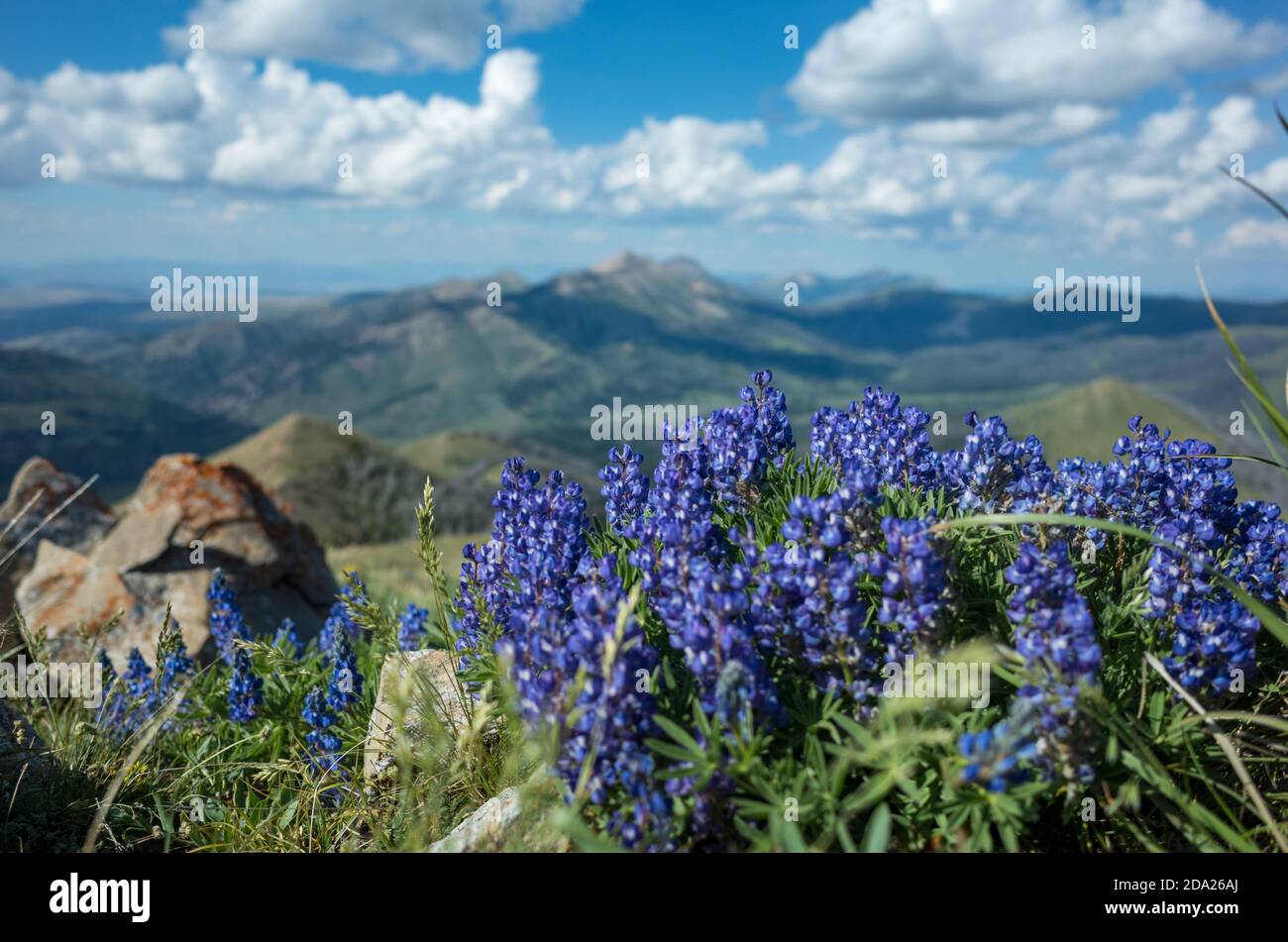 Silvery lupine, or Lupinus argenteus, high in the mountains of southwest Montana, USA. Stock Photo