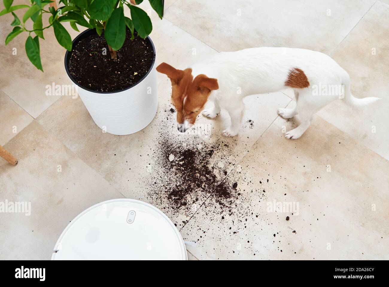 Pet damage hires stock photography and images Alamy