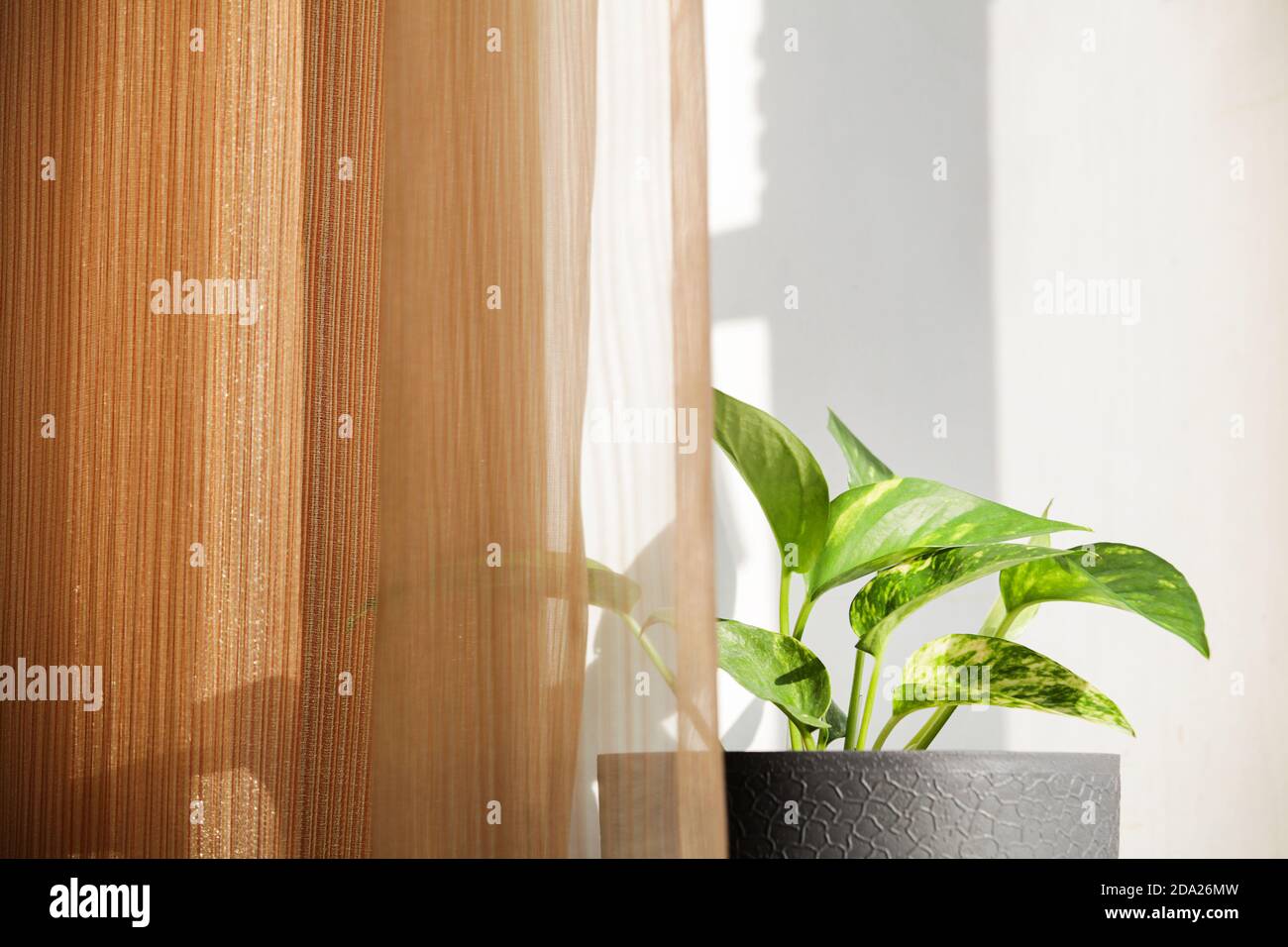 Decorative house plant in pot near window and brown curtains with natural  light. Creative nature background. copy space .decor of the room Stock  Photo - Alamy
