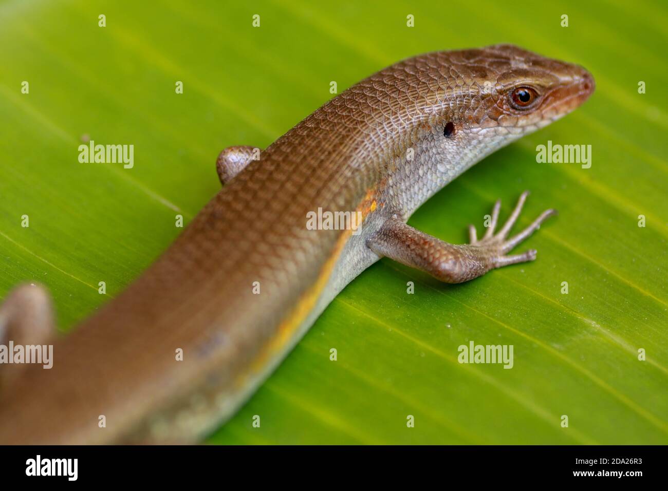 East Indian Brown Skin, Many-lined Sun Skink, or Common Sun Skink, while the scientific name, Eutropis multifasciata, East Indian Brown Skink in the Stock Photo