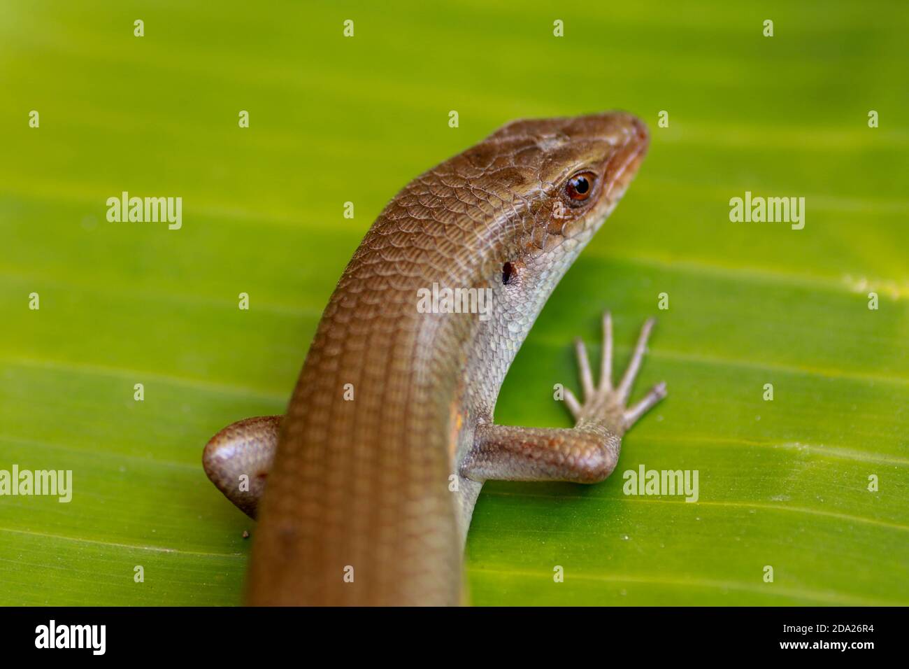 East Indian Brown Skin, Many-lined Sun Skink, or Common Sun Skink, while the scientific name, Eutropis multifasciata, East Indian Brown Skink in the Stock Photo