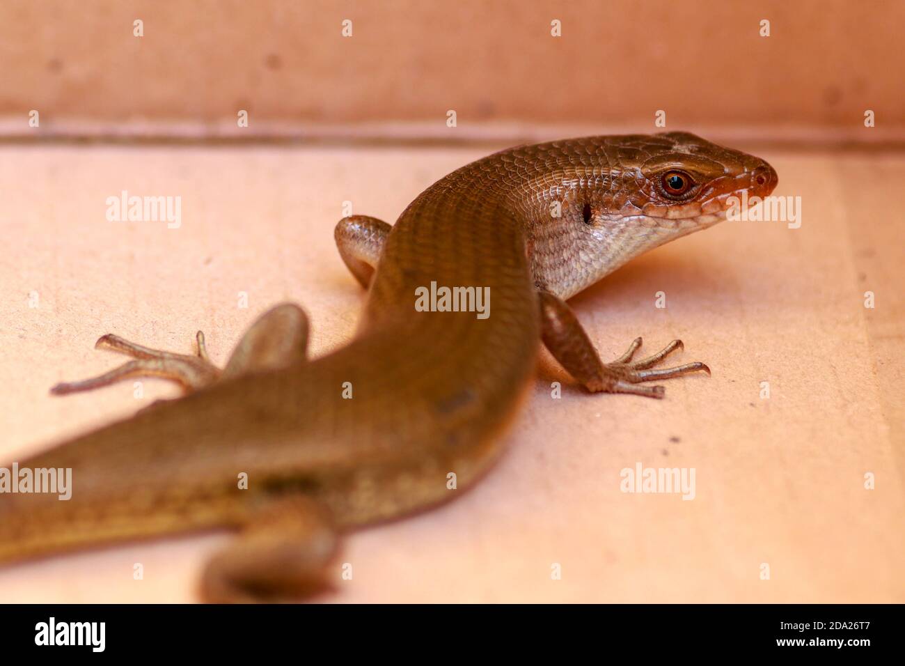The Common Sun Skink are generally bronzey brown with various patterns: black stripes down the back, sides of the body may be blackish and underside Stock Photo