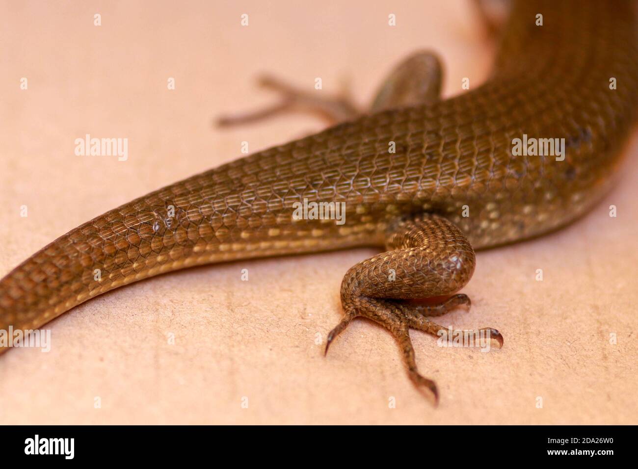 Close-up of hind legs with claws Eutropis multifasciata. East Indian brown mabuya, many-lined sun skink, many-striped skink, common sun skink, four Stock Photo