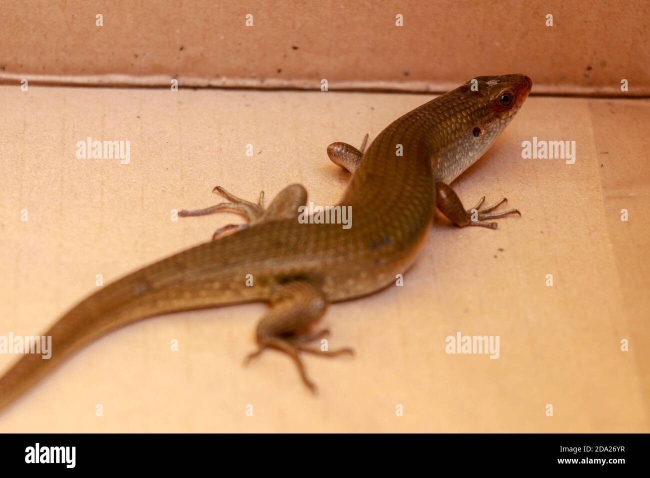 The Common Sun Skink are generally bronzey brown with various patterns: black stripes down the back, sides of the body may be blackish and underside Stock Photo