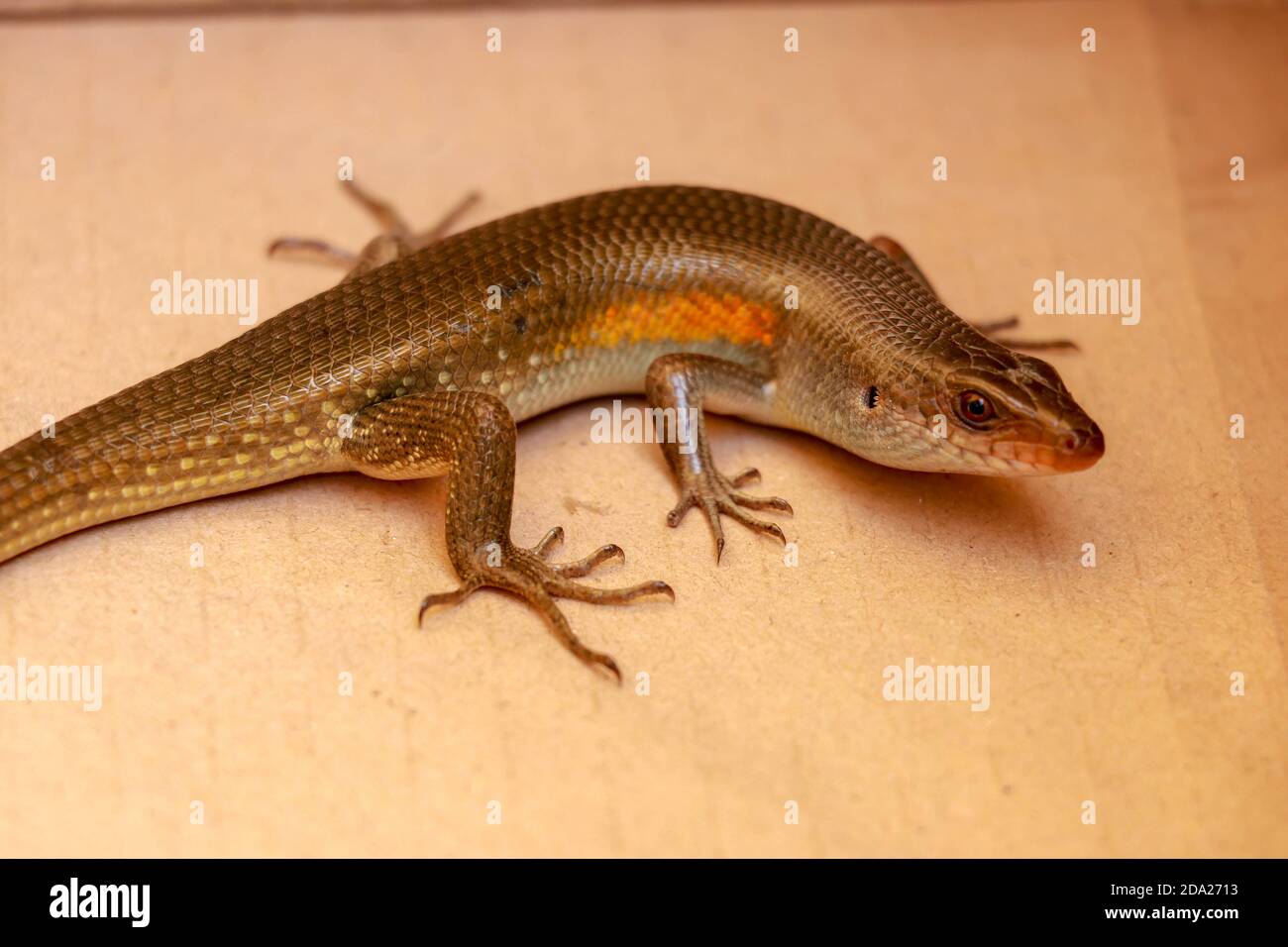 close up of a common sun skink on the ground in bali Stock Photo
