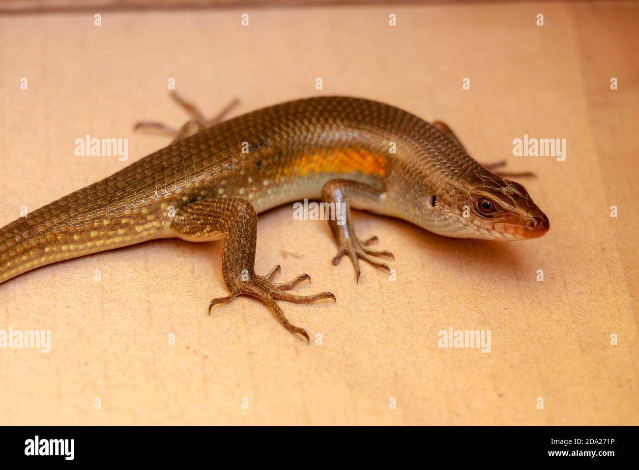 close up of a common sun skink on the ground in bali Stock Photo