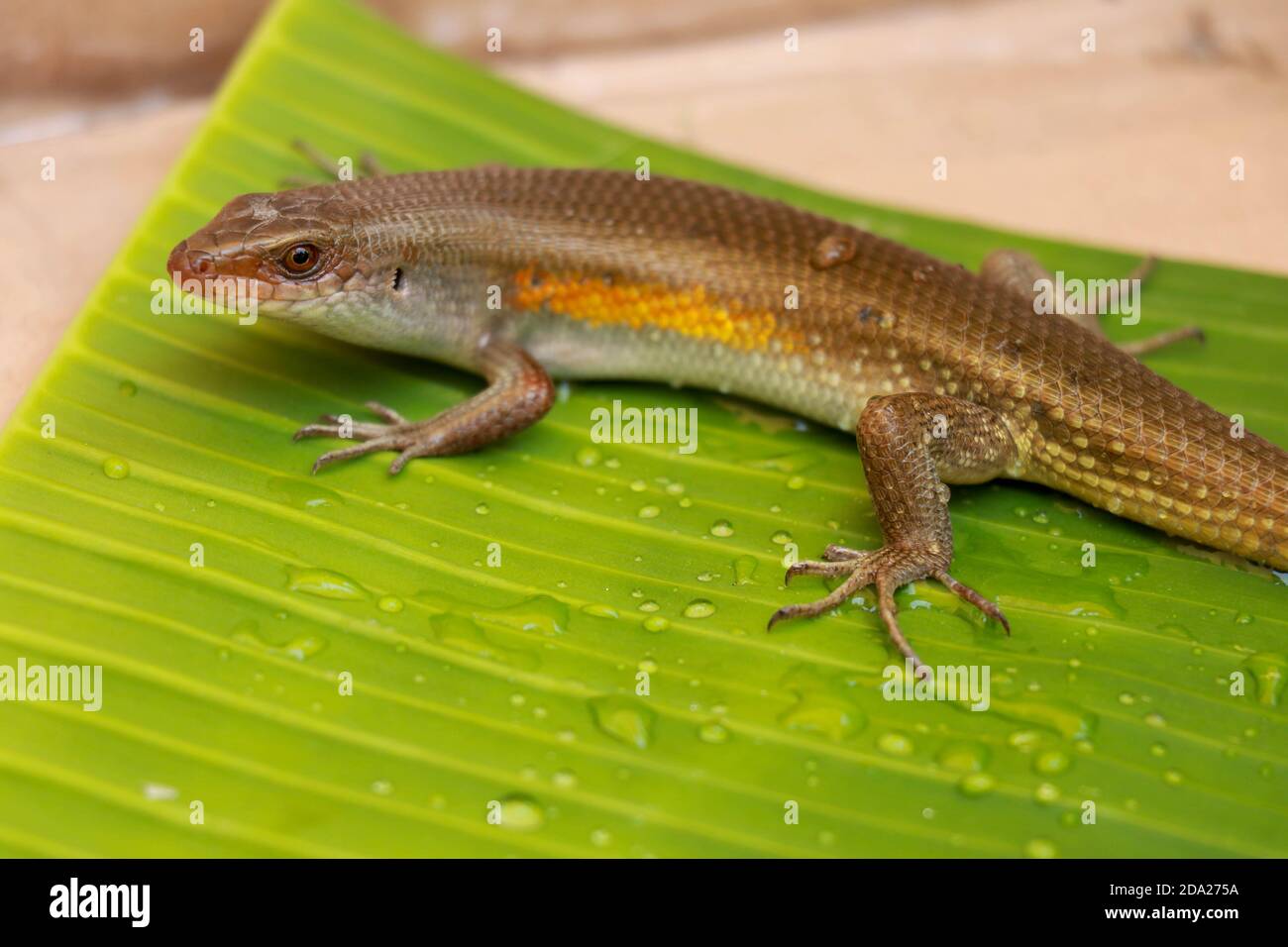 Balinese Skink. Lizard Eutropis multifasciata on a wet green leaf between water camps. Most species of skinks have long, tapering tails that they can Stock Photo