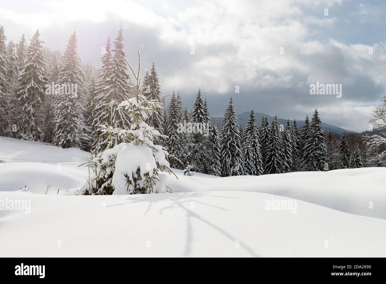 Mountain covered snow pine hi-res stock photography and images - Alamy