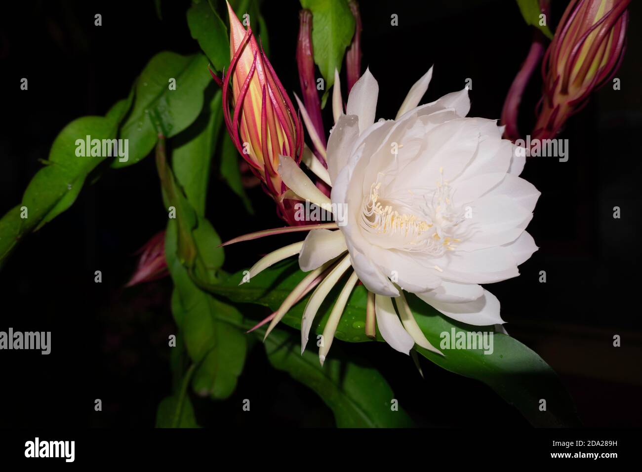 The Wijaya Kusuma (Epiphyllum Anguliger) flower blooms at midnight on a