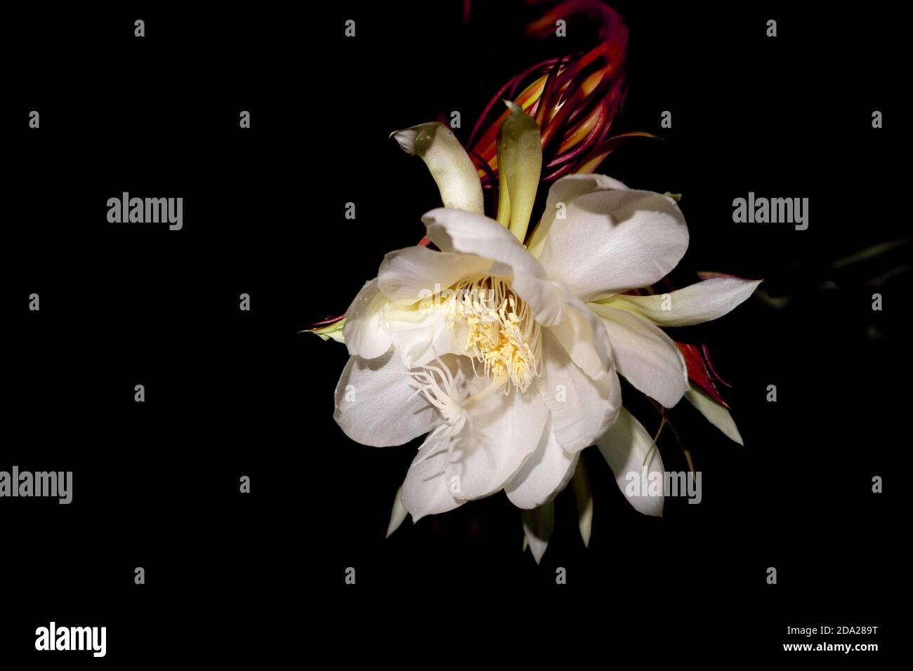 Epiphyllum hires stock photography and images Alamy