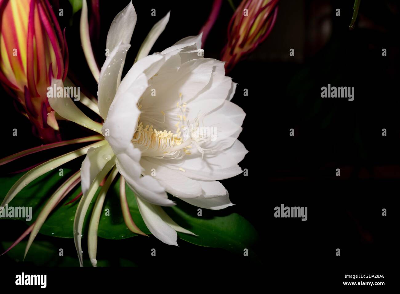 The Wijaya Kusuma (Epiphyllum Anguliger) flower blooms at midnight on a