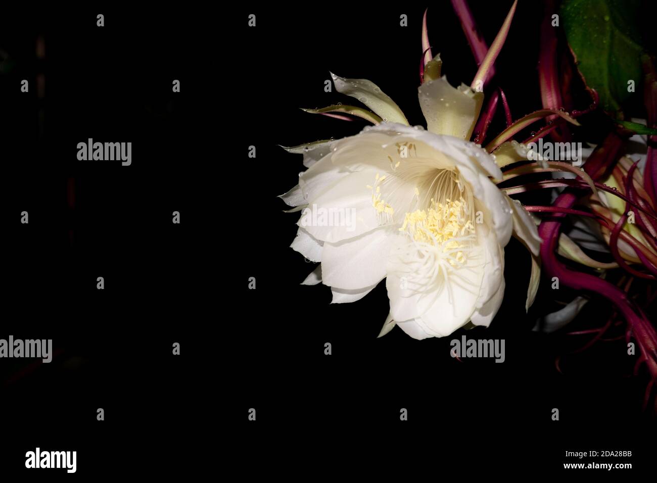 The Wijaya Kusuma (Epiphyllum Anguliger) flower blooms at midnight on a