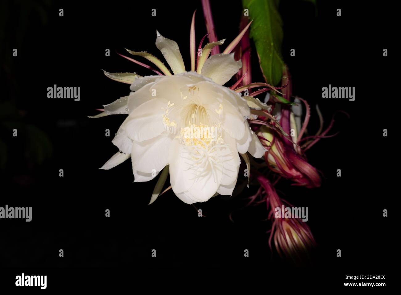 The Wijaya Kusuma (Epiphyllum Anguliger) flower blooms at midnight on a