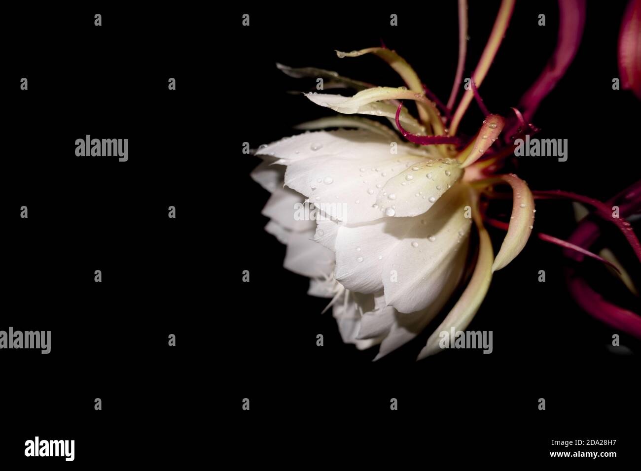 The Wijaya Kusuma (Epiphyllum Anguliger) flower blooms at midnight on a